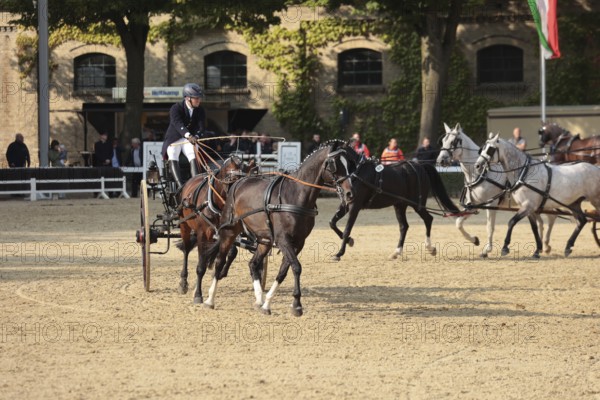 Warendorf State Stud, Stallion Parade, Various harnesses