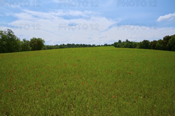 Cereal field with poppies (Papaver), trees and slightly overcast sky, summer, Valensole,