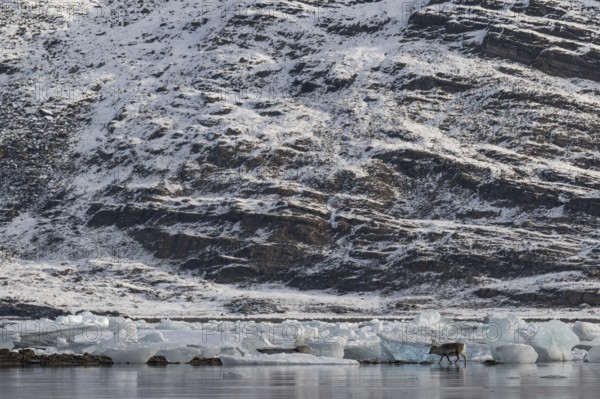 Spitsbergen Reindeer, Midtholmen Island, near Ny-Ålesund, Kongsfjord, Spitsbergen, Svalbard and Jan