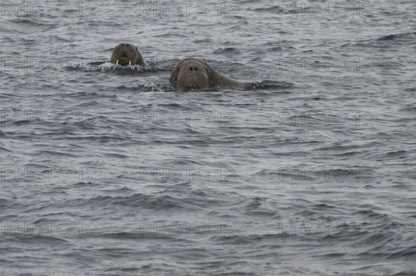 Swimming walrus (Odobenus rosmarus), walrus, Ardneset headland, Svalbard and Jan Mayen archipelago,