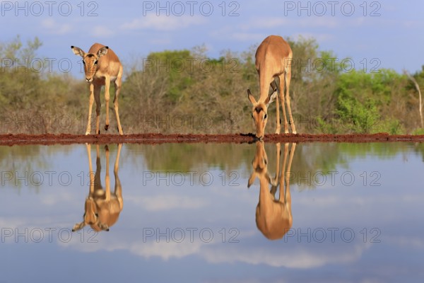 Black Heeler Antelope (Aepyceros melampus), adult, female, two, at the water, drinking, Kruger