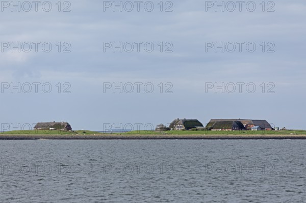 Hallig Gröde, North Frisia, Schleswig-Holstein, Germany, Europe