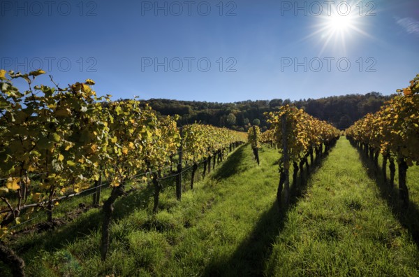 Vineyard, vines, vineyards, viticulture, autumn colouring, autumn, Kappelberg, Fellbach,