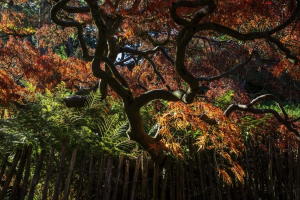 Fan maple (Acer palmatum), picket fence, autumn colours, backlight, Japanese Garden, Zoological