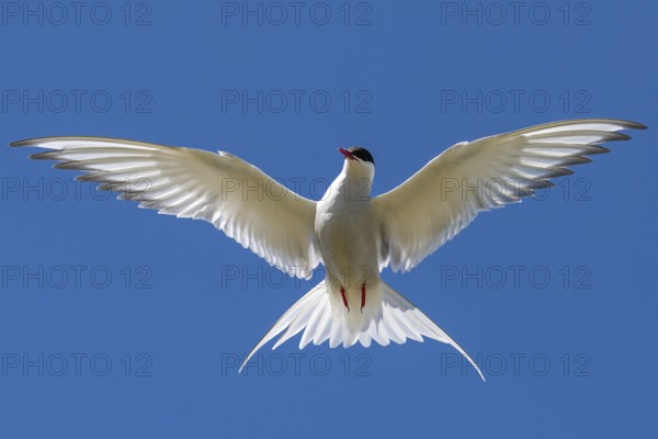 Arctic tern (Sterna paradisaea) in flight, blue sky, Iceland, Europe