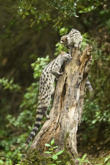 Common genet (Genetta genetta), climbing on a tree wildlife in a forest, Montseny National Park,
