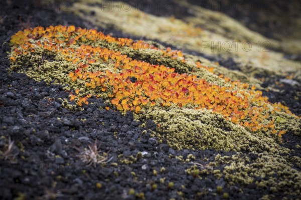 Leaves turning red-yellow in autumn, Arctic willow or Arctic willow (Salix arctica), moss, near