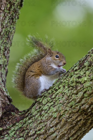 American grey squirrel (Sciurus carolinensis) sitting on a leafy branch on a tree, surrounded by
