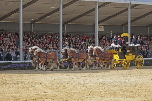 Warendorf State Stud, stallion parade, train of six, stagecoach
