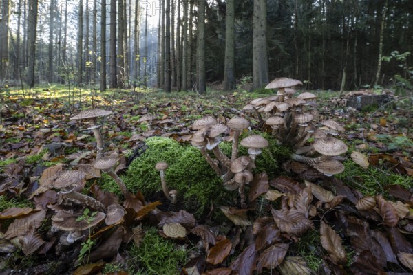 Armillaria polymyces (Armillaria ostoyae) in the forest, Emsland, Lower Saxony, Germany, Europe
