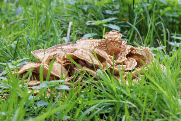 Giant mushroom (Meripilus giganteus), Germany, Europe