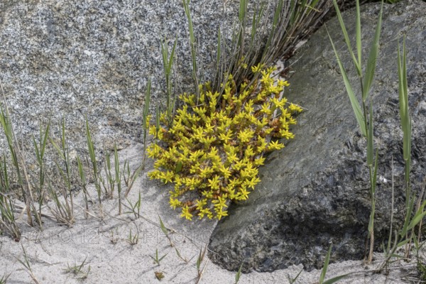 Goldmoss stonecrop (Sedum acre) between stones, Mecklenburg-Western Pomerania, Germany, Europe