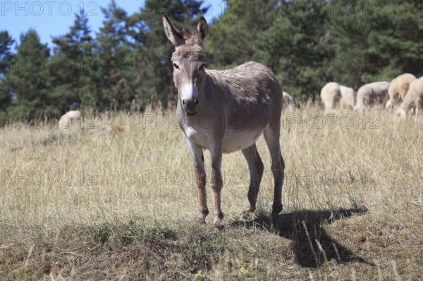 A donkey stands in a pasture next to a group of sheep, surrounded by trees and under a blue sky,