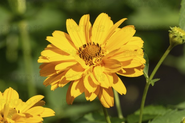 Close-up of a yellow flower of the heliopsis with well-defined petals in summer