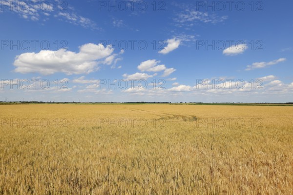 Triticale field, cross between rye and wheat, forage, blue sky with clouds, Neusiedler