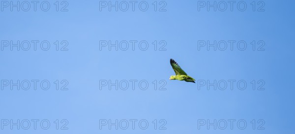 Brown hooded parrot in flight, Puntarenas province, Costa Rica, Central America