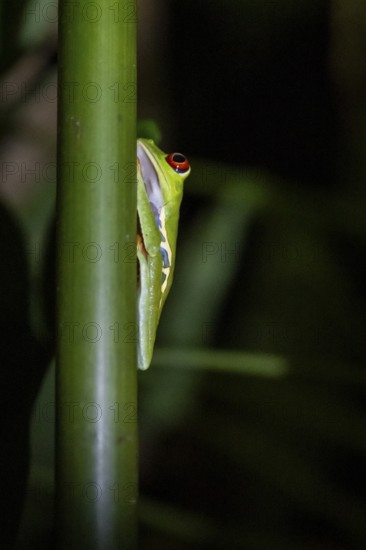 Red-eyed tree frog (Agalychnis callidryas) on a leaf, macro photograph, black background,