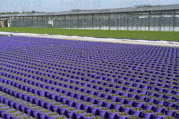 Nursery, plant cultivation, ornamental plants grow in flower pots, outdoors, greenhouse,