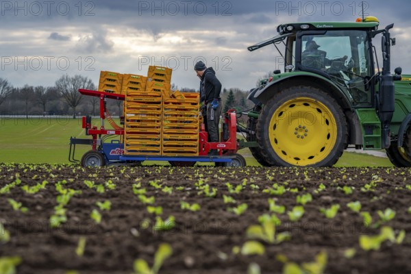 Lettuce plants, in press pots, they are planted in a field with a planting machine, agriculture,