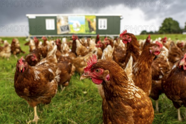 Chickens in a meadow, mobile housing, free-range chickens, free-range eggs, north of