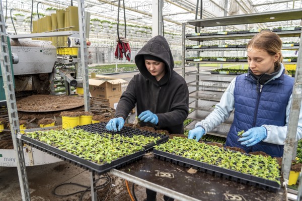Horticultural business, greenhouse, young plants are potted, the potting soil is filled into the