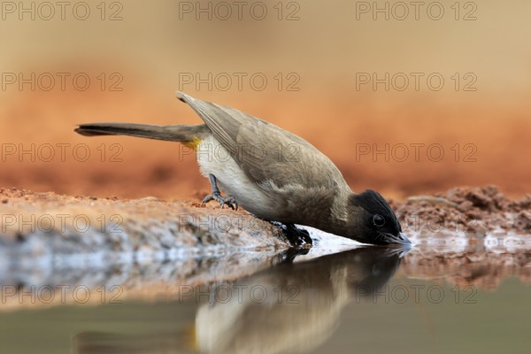 Grey bulbul (Pycnonotus barbatus), adult, at the water, drinking, Kruger National Park, Kruger