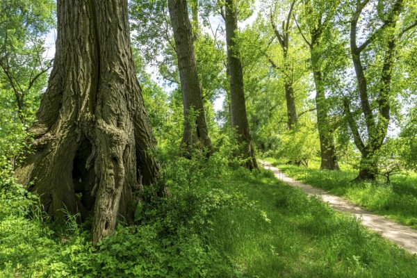 Urdenbachen Kämpe nature reserve, Lower Rhine cultural landscape with pollarded willows, fruit