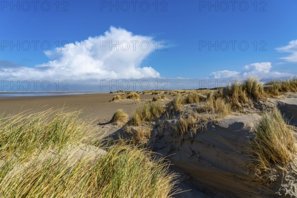 Dune landscape, sand dunes, dune grass in the west of Borkum, island, East Frisia, winter, season,