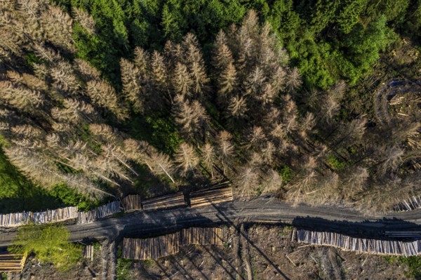 Forest dieback in the Arnsberg Forest nature park Park, healthy deciduous trees among the dead