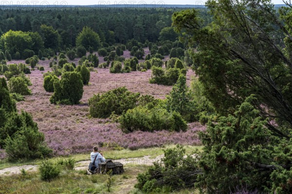 Flowering heath, heather and juniper bushes, in the Totengrund, near the village of Wilsede, in the