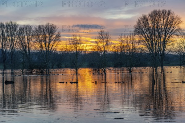 Bislicher Insel nature reserve, floodplain landscape on the Rhine, near Xanten, floods, flooded
