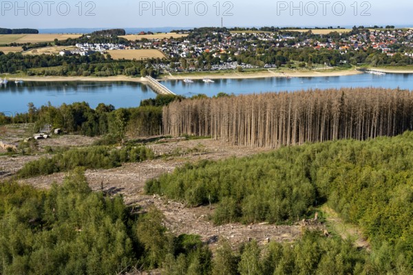 Forest dieback in the Arnsberg Forest, northern Sauerland, dead spruce trees, partly cleared
