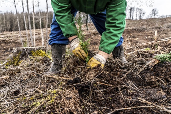 Reforestation in the Arnsberg Forest near Warstein-Sichtigvor, Soest district, forestry workers