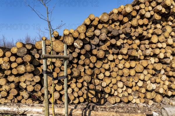 Cleared forest area north of the village of Hirschberg, Soest district, dead spruce stands were