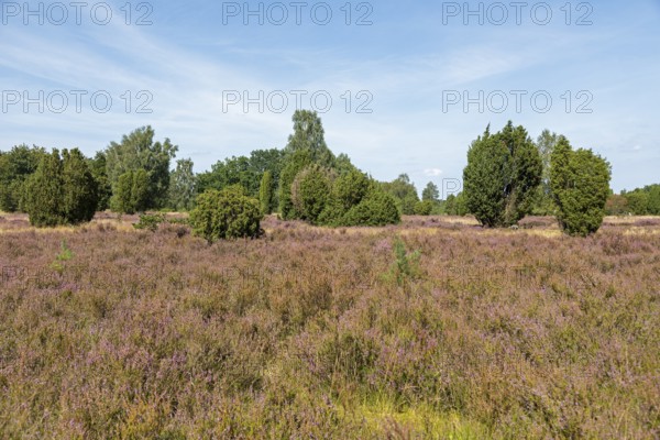 Heather blossom, juniper (Juniperus communis), near Wilsede, Bispingen, Lüneburg Heath, Lower