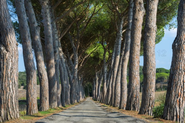 Pine avenue, road, path, avenue, pine tree (Pinus pinea), empty, nobody, idyllic, idyllic, travel,