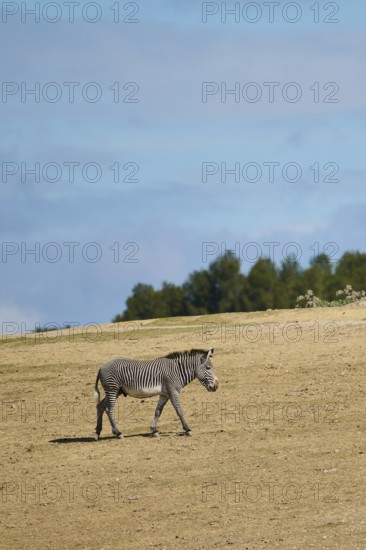 Plains zebra (Equus quagga) walking, captive, distribution Africa