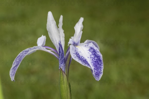 Asian marsh iris (Iris laevigata), Emsland, Lower Saxony, Germany, Europe