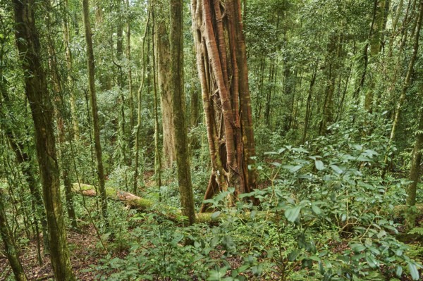 Landscape of a rainforest in spring, Lamington National Park, Queensland, Australia, Oceania