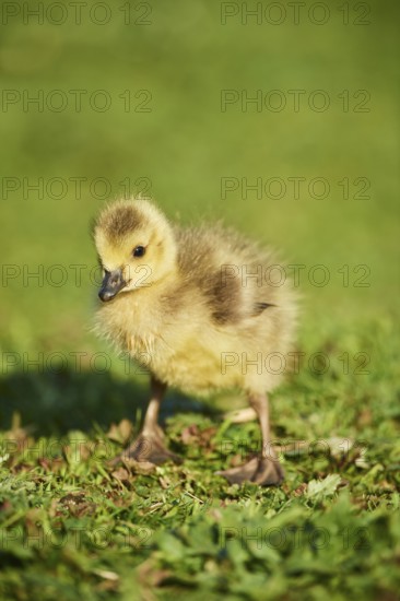 Canada goose (Branta canadensis) chick on a meadow, Frankonia, Bavaria, Germany, Europe