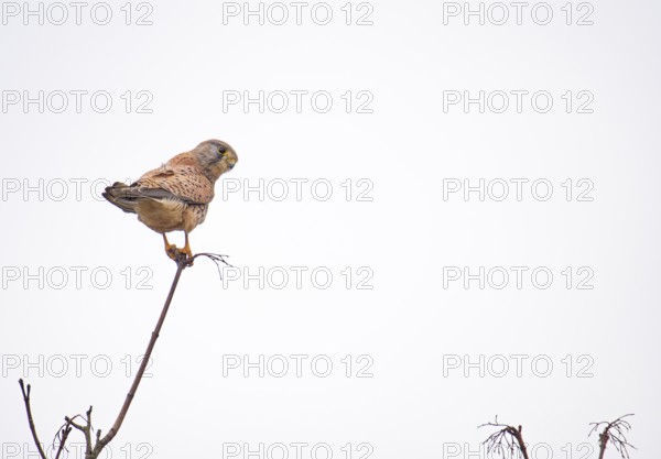Common kestrel (Falco tinnunculus) standing on the top of a thin branch, looking to the right,