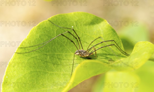 Horned weaver (Phalangium opilio), male, crouching with long legs on a green leaf, common lilac