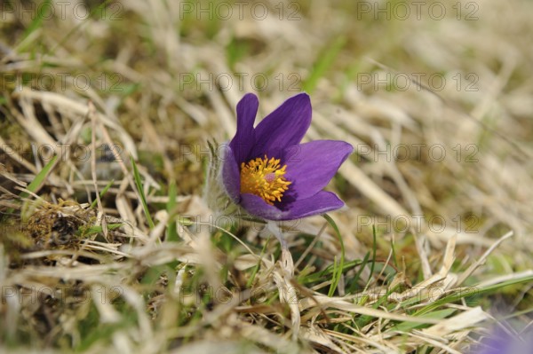 Purple Pasque flower with yellow centre on grassy ground in spring, Pasque flower (Pulsatilla