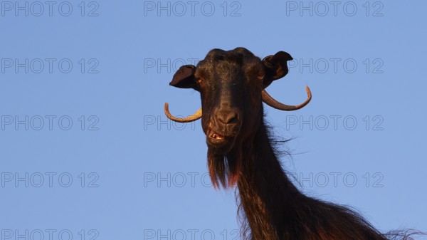 Close-up of a black goat's head with prominent horns against a blue sky, sheep (e) or goat (n),