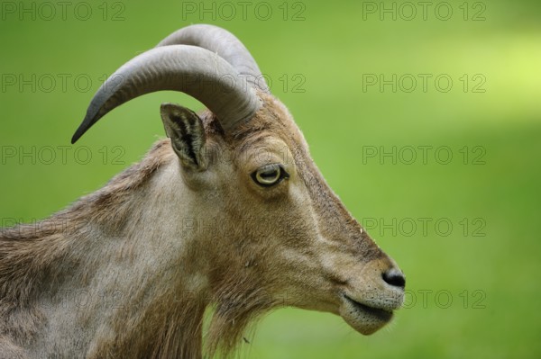 Wild sheep in profile with prominent horns, on a green background, maned jumper (Ammotragus