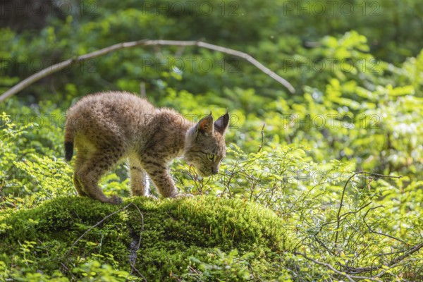 One young (10 weeks old) male Eurasian lynx, (Lynx lynx), walking over a mossy, wet forest floor.
