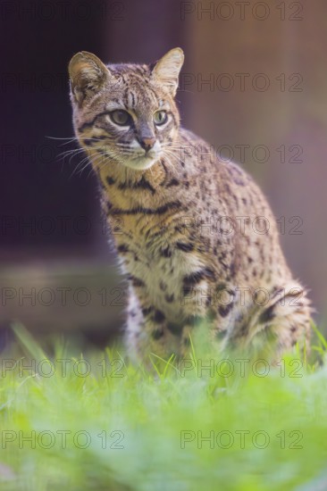 Portrait of a Geoffroy's cat (Leopardus geoffroyi)