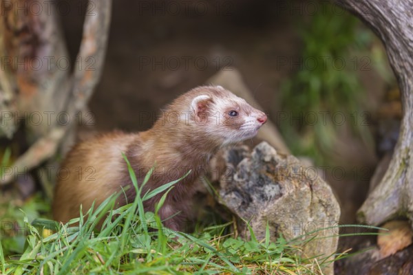 A male ferret (Mustela putorius furo) stands in grass between dead roots of trees