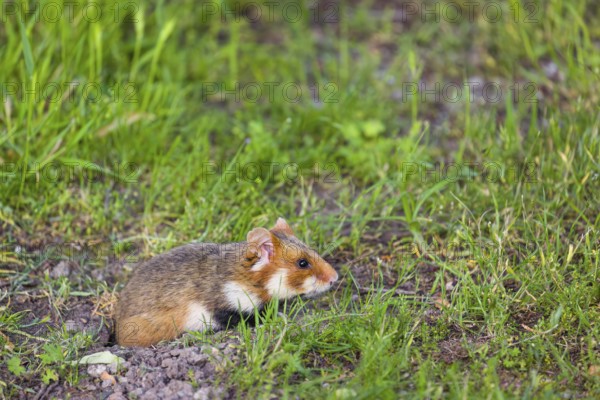 A European hamster (Cricetus cricetus), Eurasian hamster, black-bellied hamster or common hamster,