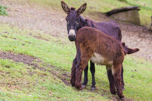 A female domestic donkey, Equus (africanus) asinus nurses her young on a green paddock